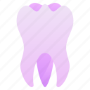 molar, tooth molar, tooth, molar tooth, wisdom tooth