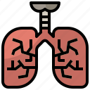 anatomy, breath, healthcare, lung, lungs, medical, organ