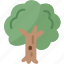 tree, forest, woods, plant, environment 