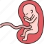 fetus, womb, baby, embryo, human 