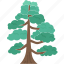 pine, tree, plant, forest, nature 