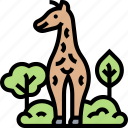 giraffe, wildlife, safari, savannah, africa