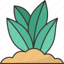 plant, seedling, garden, nature, growth
