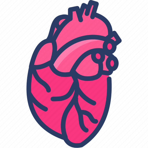 Anatomy, cardiology, cardiovascular, heart, human, organ icon - Download on Iconfinder