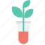 botany experiment, flask, lab experiment, plant, plant in jar 