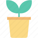 foliage, gardening, plant, pot, potted plant
