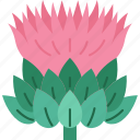 thistle, flower, plant, scottish, heraldry