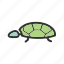 green, nature, sea, shell, tortoise, turtle, wildlife 