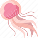 jellyfish, animal, medusa, marine, poison