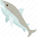 shark, marine, wildlife, underwater, dangerous