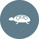 green, nature, sea, shell, tortoise, turtle, wildlife