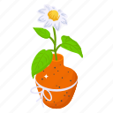 blooming flower, potted flower, floral pot, flower, decorative pot