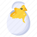chick hatching, egg hatching, chick, easter chick, hatching