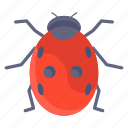 ladybird, insect, fly insect, ladybug, lady beetle