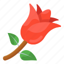 rose, floweret, floral, natural flower, garden flower
