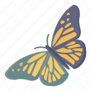 butterfly, rhopalocera, moth, animalia, creature
