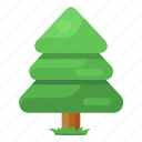conifer, tree, natural tree, shrub, timber tree, forest tree