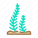 caulerpa, taxifolia, seaweed, sea, underwater, plant