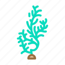 cladophora, glomerata, seaweed, sea, underwater, plant