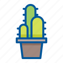 cactus, flower, home, plant