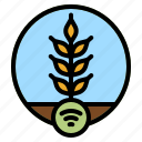 wheat, grain, food, plant, wifi