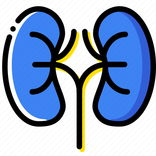 Health, healthcare, kidneys, medical icon - Download on Iconfinder