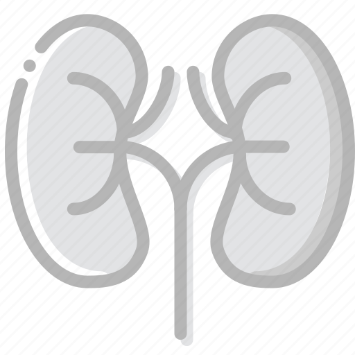 Health, healthcare, kidneys, medical icon - Download on Iconfinder