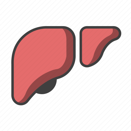 Cirrhosis, digestive, doctor, liver, medical, organ icon - Download on Iconfinder