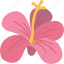 hibiscus, flower, blossom, garden, nature 