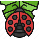 ladybug, insect, bug, beetle, animal