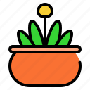 flower pot, flower, plant, pot, tree, leaf, pot plant, flora, spring