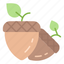 acorn, plant, oak, forest, nut, leaf, seed, spring