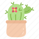 cactus, desert, plant, garden, spring
