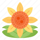 flower, sun, blossom, floral, sunflower, spring