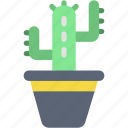 cactus, decoration, plant, spring, pot