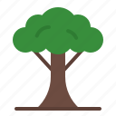 tree, branches, spring, leaves, forest, plant, ecology, tree branch, nature