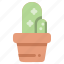 cactus, gardening, houseplant, plant, pot 