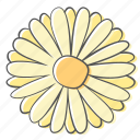 daisy, floral, flower, nature, ornament, plant, spring