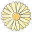 daisy, floral, flower, nature, ornament, plant, spring 