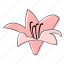 amaryllis, floral, flower, nature, ornament, plant, spring 