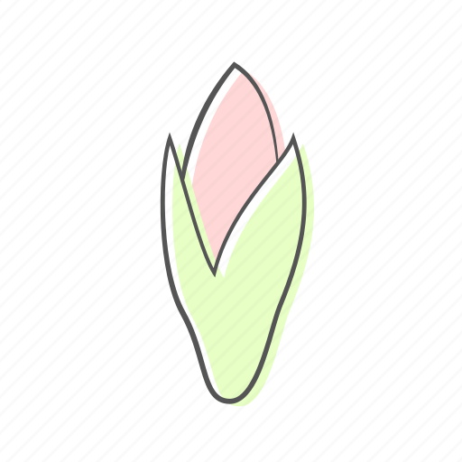 Amaryllis, bud, floral, flower, nature, ornament, plant icon - Download on Iconfinder