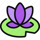 water lily, lily pad, pond, nature, flower, plant