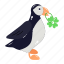 patrick bird, clover bird, cute bird, black bird, creature