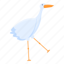 walking, stork