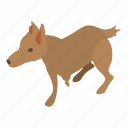 animal, care, dog, isometric, object, pet, wounded 