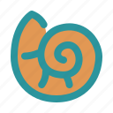 escargot, shell, spiral, mollusca