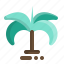 coconut, coconut tree, palm, palm tree, tree