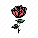flower, flowers, red rose, rose