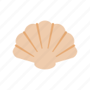 animal, sea shell 