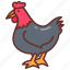 chicken, hen, rooster, poultry, turkey 